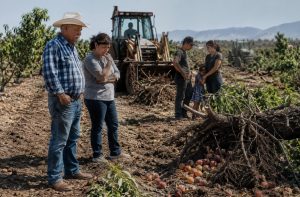How Are California Peach Farmers Being Affected